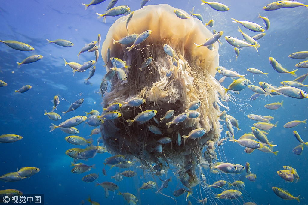 The WHO launched a campaign to vaccinate 10 million children against measles in Africa