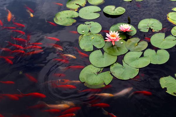 A community organized a charity walk that raised $25000 for a local children’s hospital