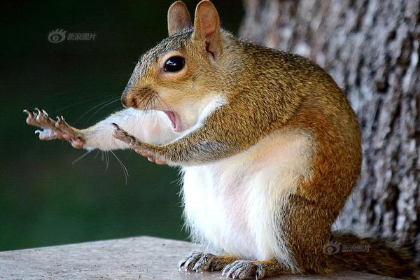 A popular social media platform launched a new feature for creating and sharing photo reels