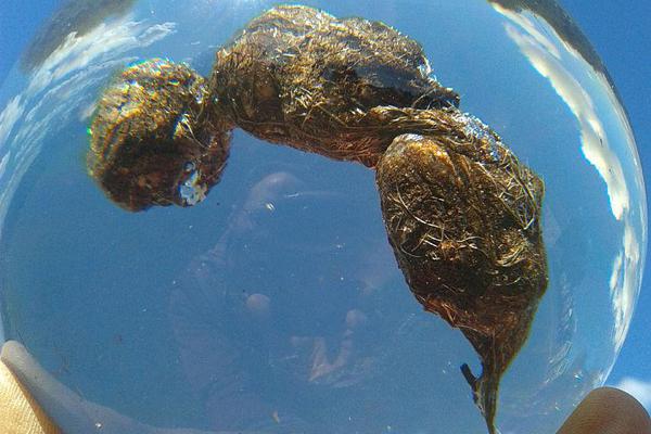 Firefighters rescued a cat from a burning building in the downtown area