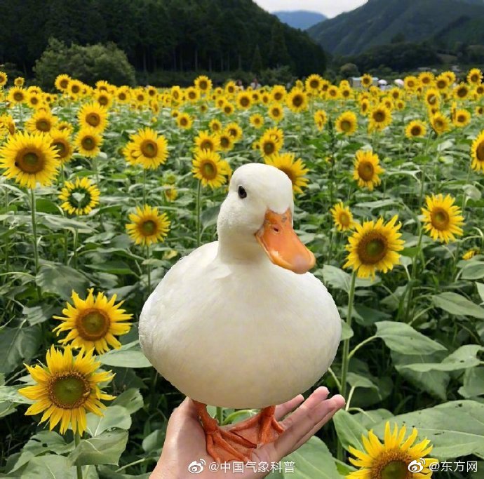 A wildfire in a national forest burned 12000 acres with firefighters working to protect nearby communities