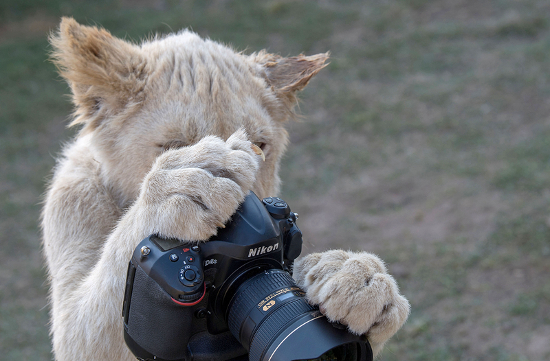 Firefighters rescued a family’s pet cat from a burning house in the middle of the night
