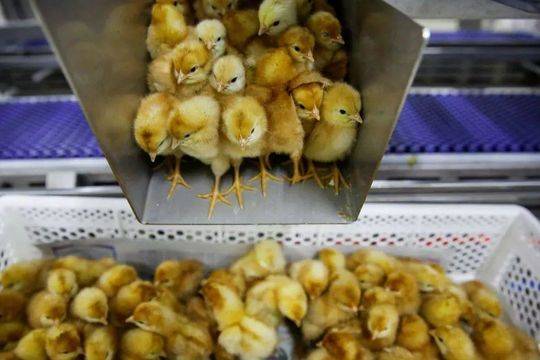 A famous chef opened a new restaurant serving traditional dishes from their home country