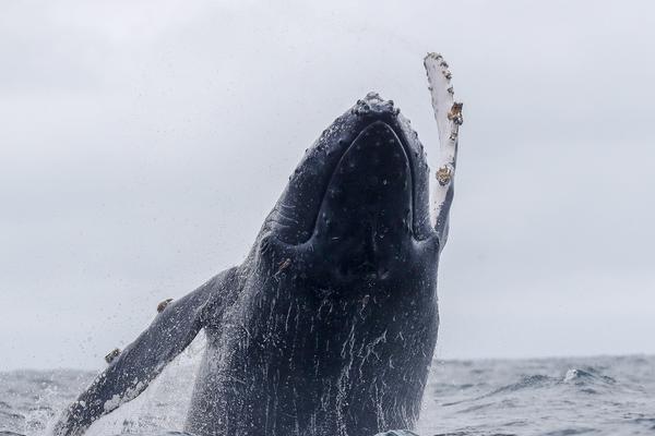 A popular coffee chain launched a new series of drinks made with local ingredients