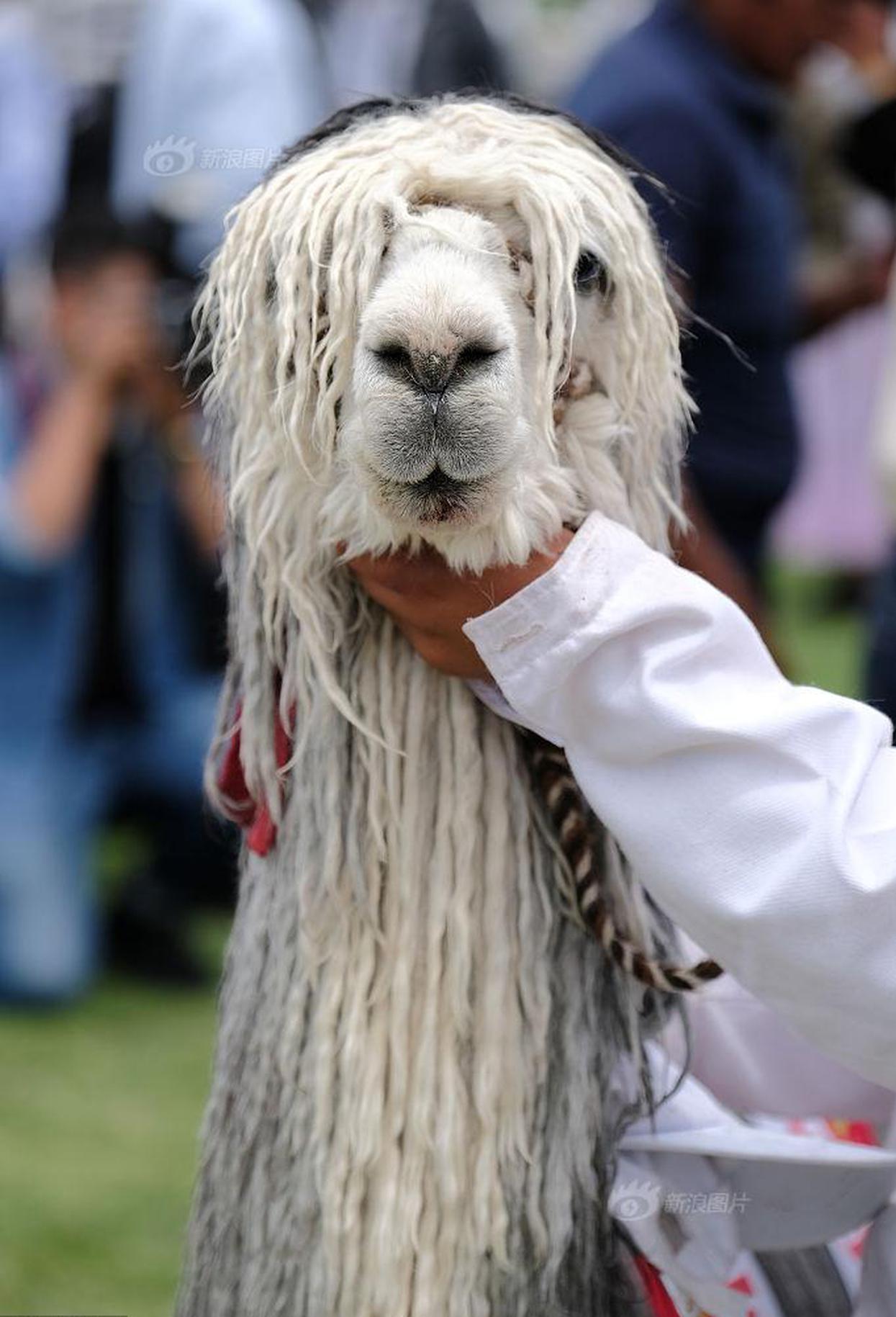 A tech startup announced a new smartwatch with advanced health monitoring features including blood sugar tracking