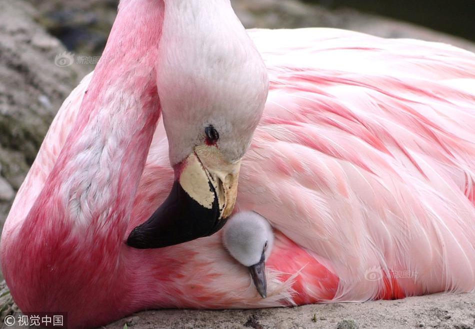 A popular music festival announced it would add a second weekend due to high ticket demand