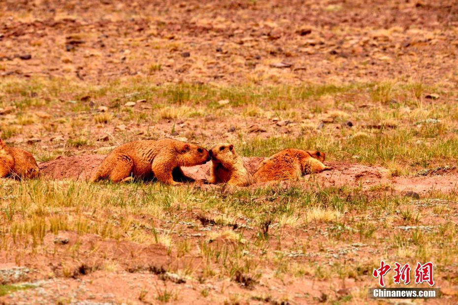A doctor developed a mobile app that helps patients track their medication schedules and symptoms