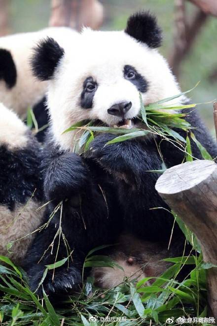 Environmental groups filed a lawsuit to stop a new logging project in a protected forest