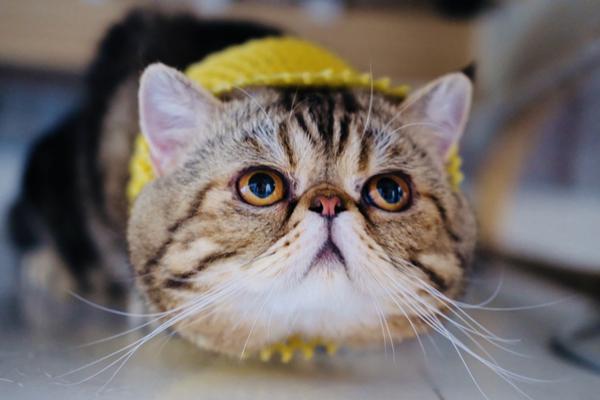 Researchers at a tech institute created a new type of flexible screen that can be folded 100,000 times without damage