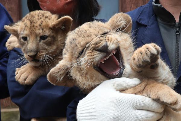 A pet rescue organization started a 