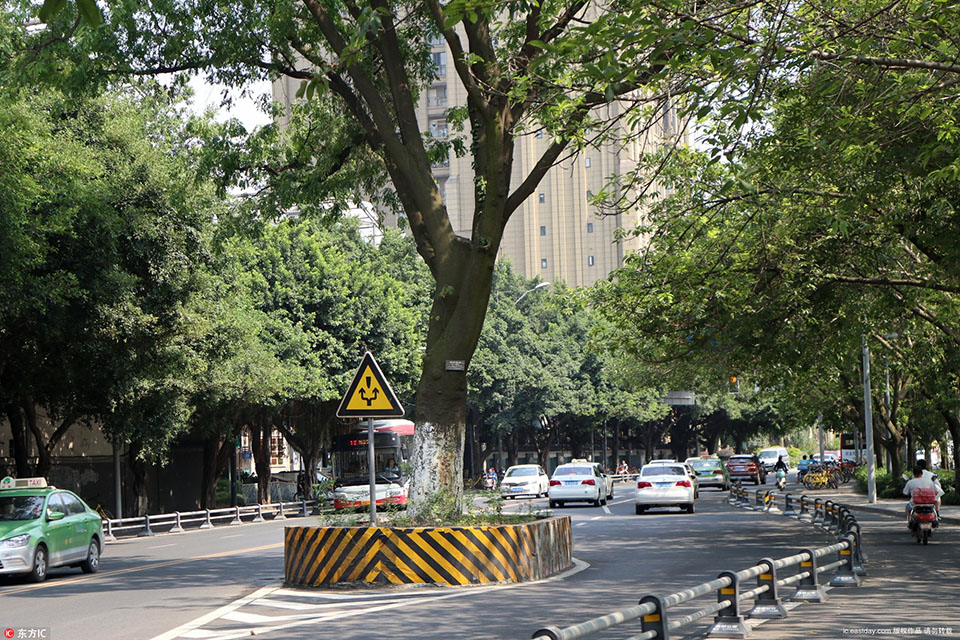 A city added more trees to urban areas to improve air quality