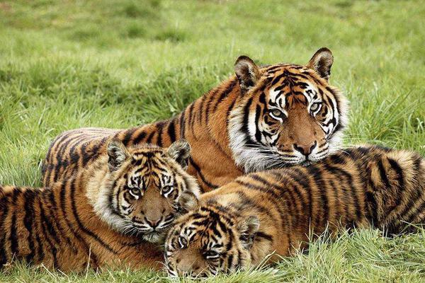 A major airline announced it will offer free Wi-Fi on all its flights starting next year