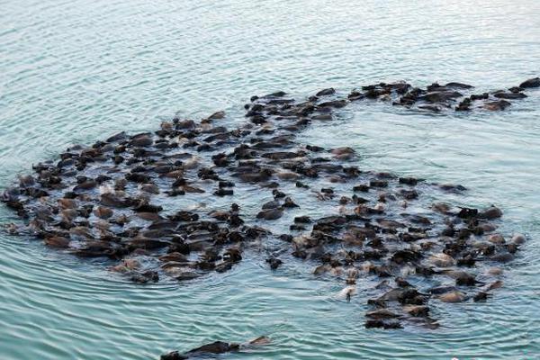 A photographer captured photos of a local flower festival that were used in a national travel guide