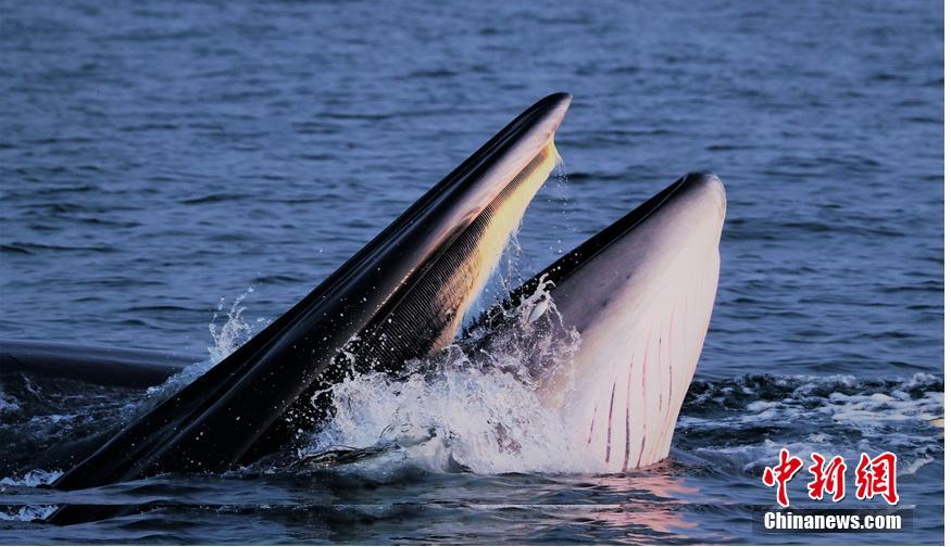 Research finds that family dinners improve academic performance in teens