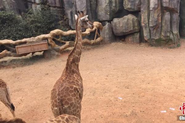 Farmers used drone technology to monitor crop growth and detect diseases early