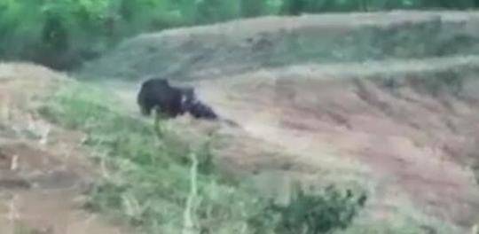 A local theater company performed a musical adaptation of a classic children’s book