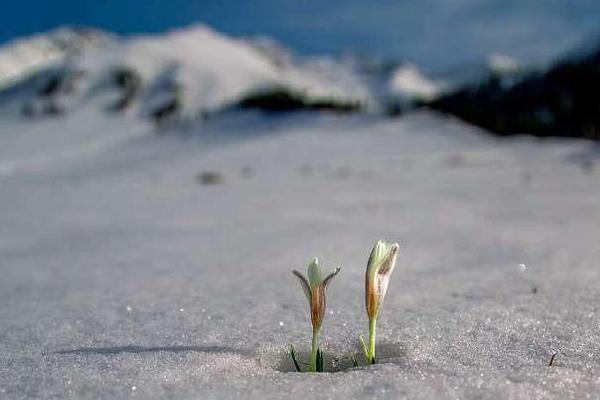 A city started a program to plant flowers in public spaces to improve the appearance of downtown