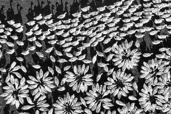 The national soccer team won a friendly match against a top-ranked opponent