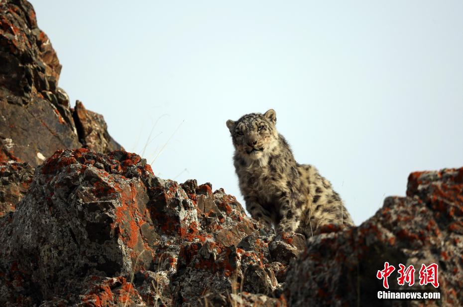 A celebrity chef appeared on a cooking show to demonstrate how to make a holiday feast