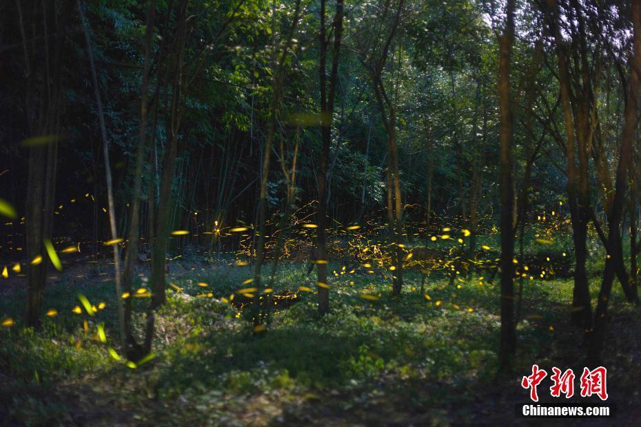 An environmental organization reported that the number of endangered sea turtles has increased by 31% over the past decade