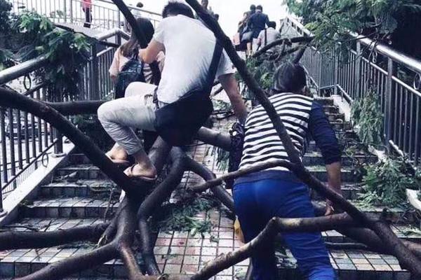 Plant nursery sells pollinator-friendly plants to support bees