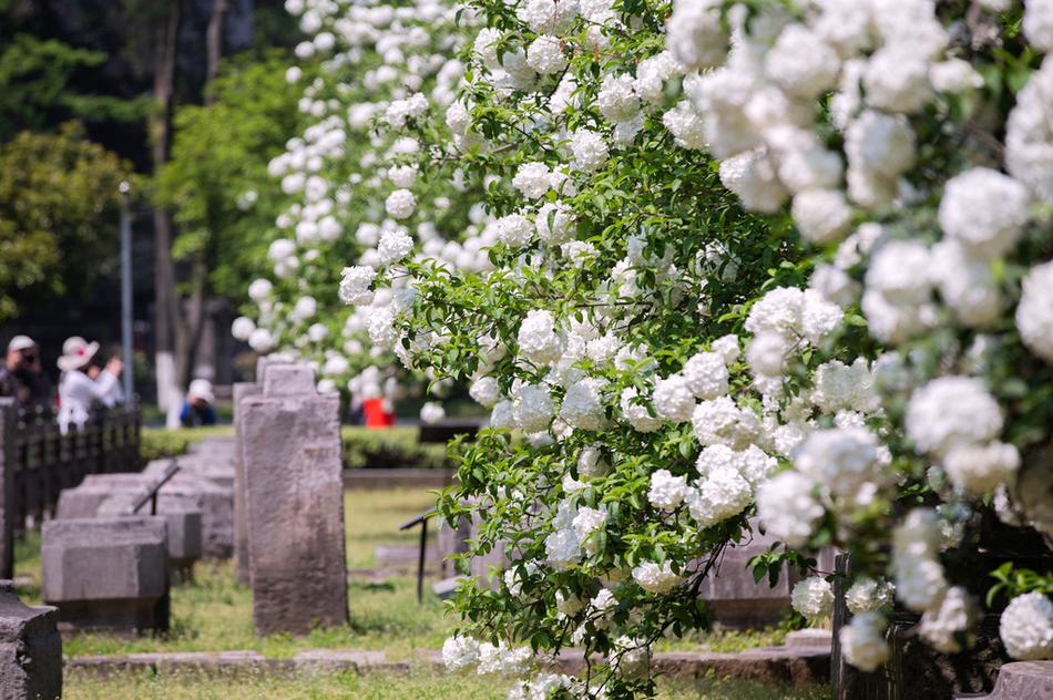 A severe thunderstorm caused hail damage to 250 homes in a suburban neighborhood