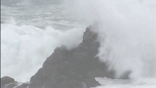 Local government plants 1000 trees to improve air quality in urban neighborhoods