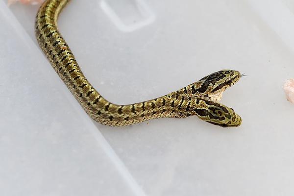 A tech giant announced it will launch a new streaming service, competing with existing platforms by offering exclusive content.