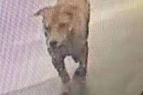 Researchers developed a new type of biodegradable plastic made from corn starch