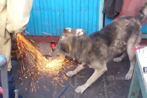 Local community groups organized a cleanup effort to remove plastic waste from the city’s main river