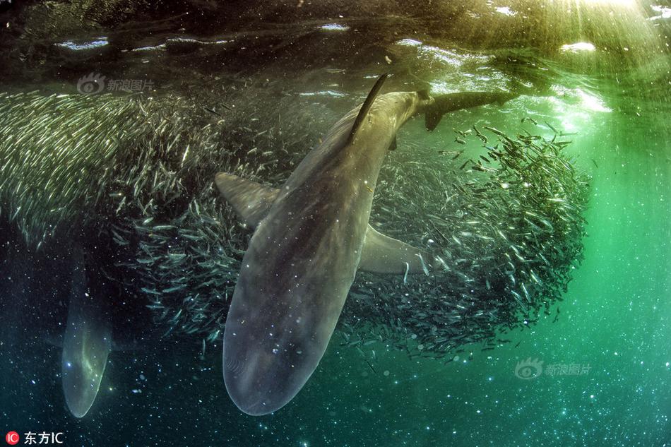 Retailer introduces app that lets customers scan and pay without checkout lines