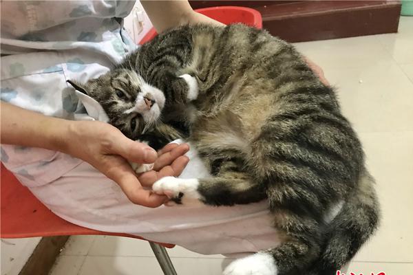 The national tennis team qualified for the international tournament