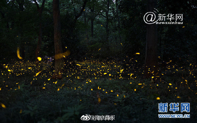 A musician performed at a local music festival alongside national acts