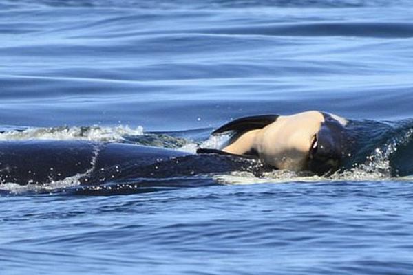 Toy store hosts character meet and greet event for kids during weekend