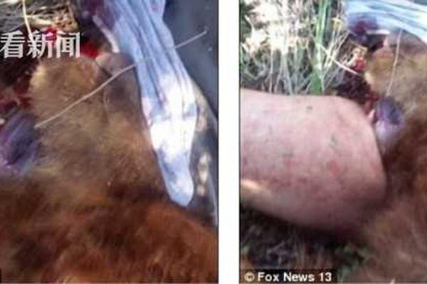 A community garden donated 100 pounds of green beans to a local senior center