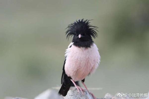 A study found that daily walking can reduce the risk of stroke in older adults