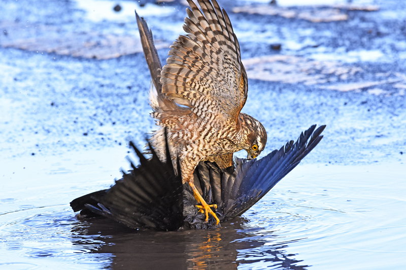 A public library announced it will loan out power tools and gardening equipment to residents