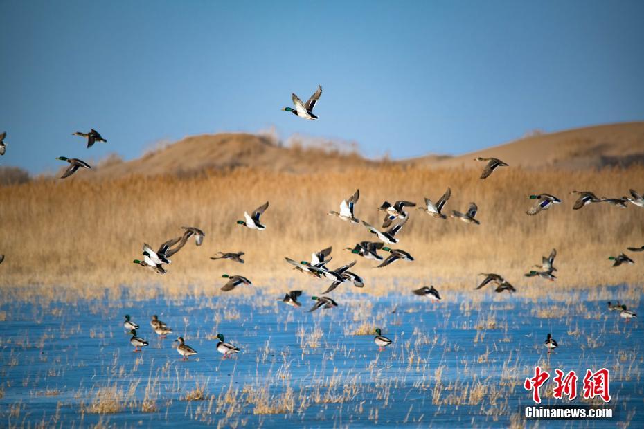 The UN released a report warning that 1 million species are at risk of extinction due to human activities