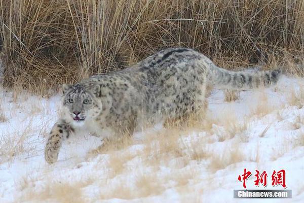 A tech company released a new app that helps users learn a new language through games