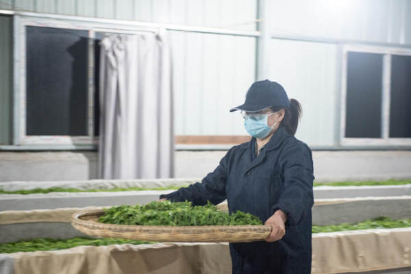 Local farmers reported a bumper harvest this year thanks to favorable weather and modern agricultural techniques