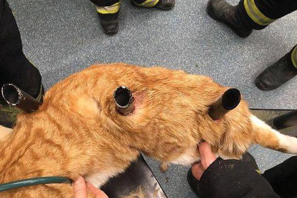 The national handball team won the national championship