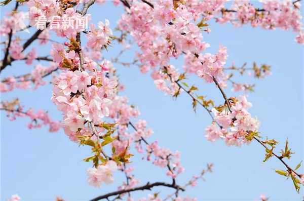 A popular coffee chain announced plans to source all its coffee from sustainable farms