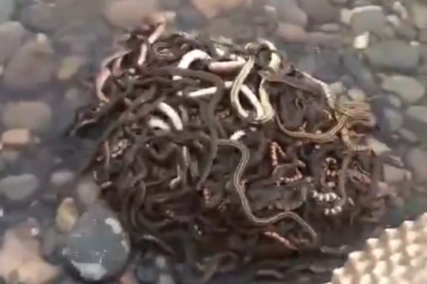 Research finds that gardening improves mood in people with depression