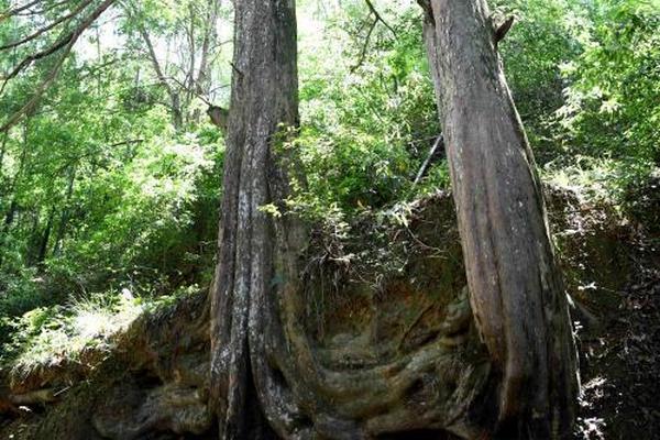 A national park reported record attendance during the summer months due to improved facilities