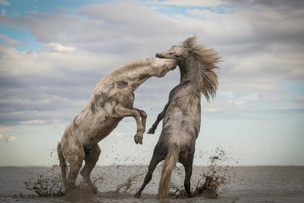 Bird watchers spot rare migratory bird in local wetland preserve