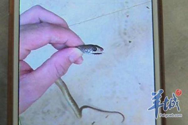 A famous musician announced a world tour with concerts in 45 cities across six continents