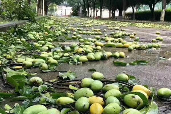 A pet store started offering 