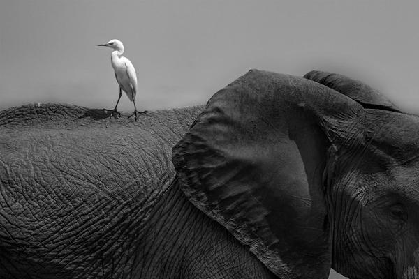 The space agency successfully landed a probe on a comet to collect samples