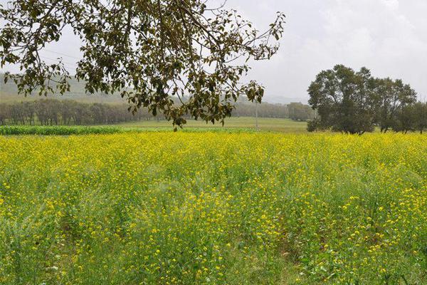 Students organized a food drive that collected over 10000 pounds of non-perishable items