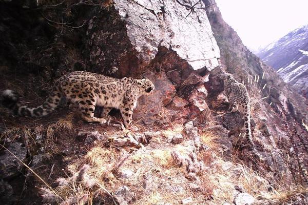 A software company offered free online training courses to help small business owners learn to use its products